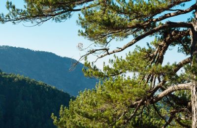 Renewed, bigger and better: Troodos International mountain race 