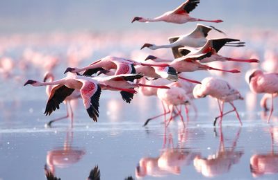 Flamingos arrive in Cyprus (Video)