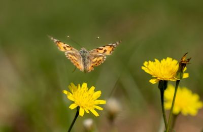 Hundreds of millions of Vanessa cardui pass through Cyprus on their way to cooler parts of the globe