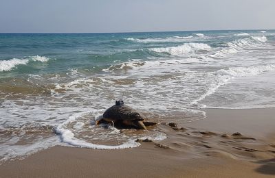 A romance-seeking male turtle called Pambos helps experts in Cyprus understand migration and mating patterns