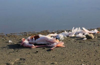 Flamingo deaths from lead poisoning rise to 59 island-wide