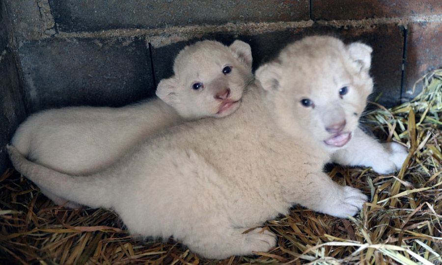 cute white lion cubs with blue eyes