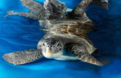 Larnaca officials rooting for two injured turtles