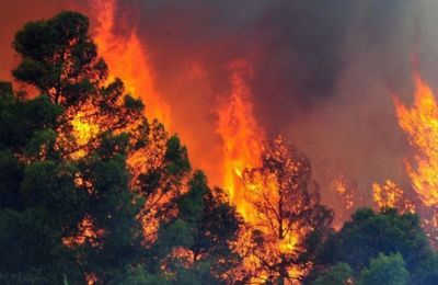 22-year-old confesses to igniting seven forest fires