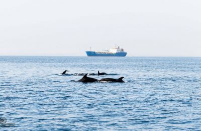 Bottlenose dolphin pod spotted off Limassol