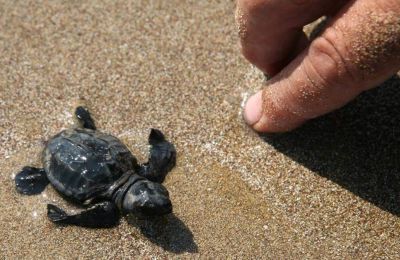 Climate change adds to plight of endangered sea turtles in Cyprus