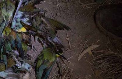 Endangered bird species shot to the ground in Meneou