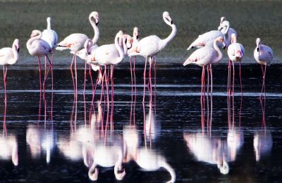 Flamingos stage magical show in Larnaca