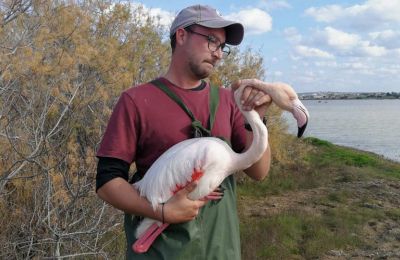 Flamingo rescued in Paralimni had been shot