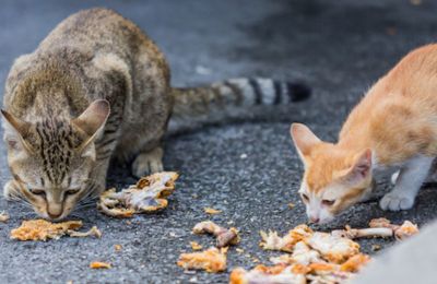 Cypriot army to feed animals with leftovers