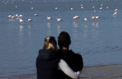 Activists say lead pellets threaten flamingos