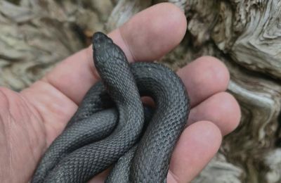 Rare Cyprus snake found in Machairas national forest