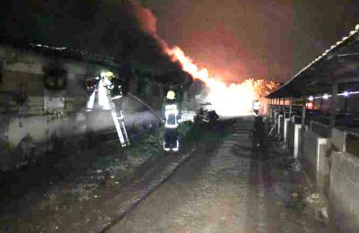 Barn fire kills over 1000 pigs in Nicosia