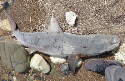 Dead shark spotted in Paphos