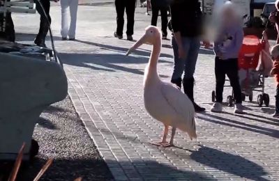 Cyprus’ famous pelican dies peacefully