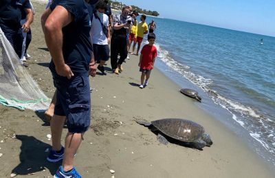 Rescued turtle released back into the ocean