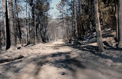 Massive forest fire ravages Greek island