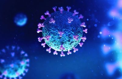 Coronaviruses: Which animal can transmit the virus to humans?