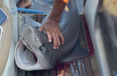 Disgust over shark abuse by fishermen in Larnaca