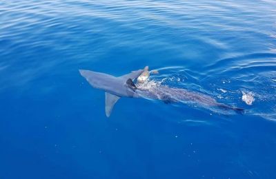 Video of shark spotted off the coast of Larnaca