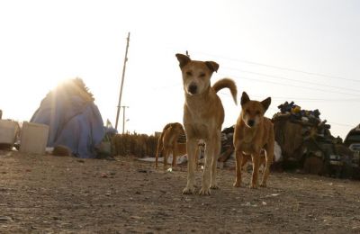 Abandoned dogs need proper shelter