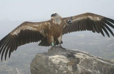 Spanish vultures arriving in Cyprus to help repopulate local species