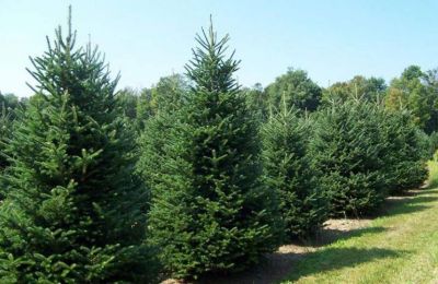 There's nothing like a real Christmas tree to fill your home with the scents of the season