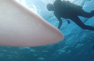 Divers discovered a horrifying 26-foot sea worm that only comes out at night