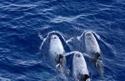 Greenpeace: Greek gas hunt an ‘unbearable’ threat to whales