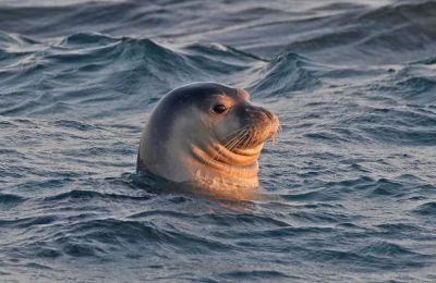 A total of 19 Monk seals in Cyprus