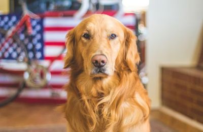 Cancer survivor says 'hero' Labrador saved her life by 'sniffing out' tumour 