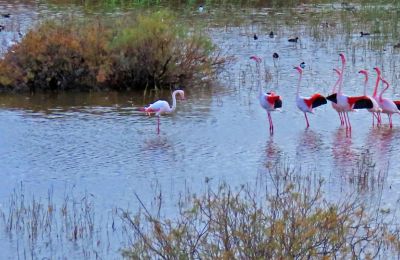 Pink flamingos show dance moves in Cyprus