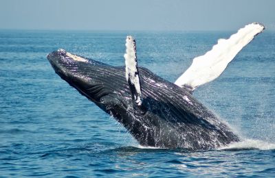 Iceland To Hang Up Harpoons For Good, Issuing No More Whaling Permits