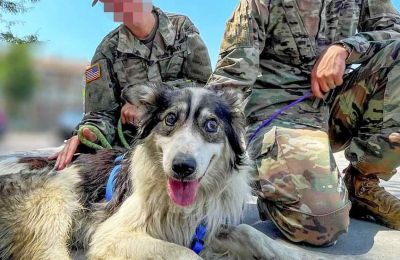 Homeless dog who comforted troops in Kosovo being re-homed in US