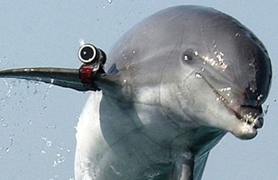 Russia deploys trained dolphins at Black Sea naval base, according to satellite images