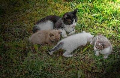 School shocked after brutal killings of kittens