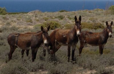 Driver’s legal status unknown after donkey deaths