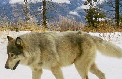 Sweden is killing wolves