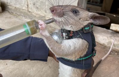 Rats trained to carry tiny backpacks to survivors under earthquake rubble