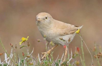 Non-endemic bird the first of its kind in Cyprus