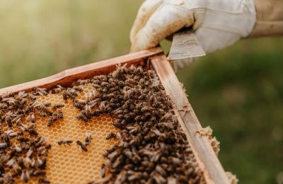 Australia is exterminating tens of millions of bees to save its honey industry