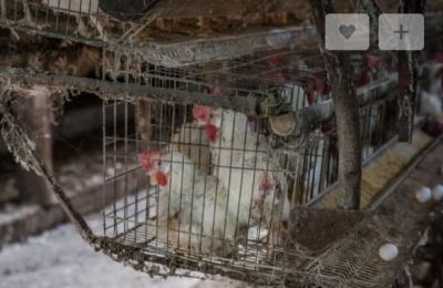 Caged animal farming must end in EU, European Commission says