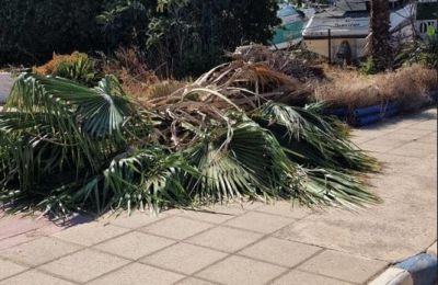 Restaurant’s palm tree falls on prospective customer