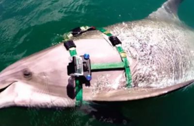 A peek into the secret underwater lives of dolphins (video)