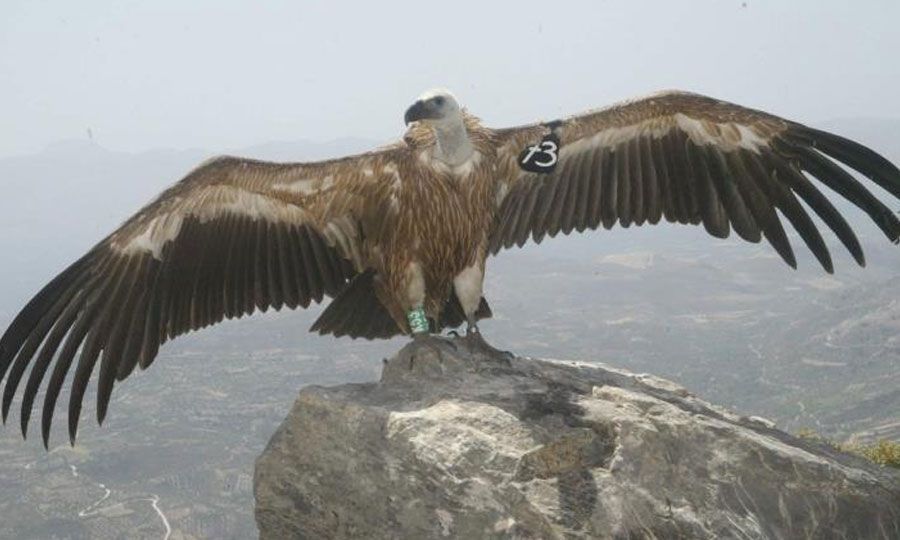 spain-donates-more-vultures-to-cyprus-in-an-attempt-to-repopulate-the