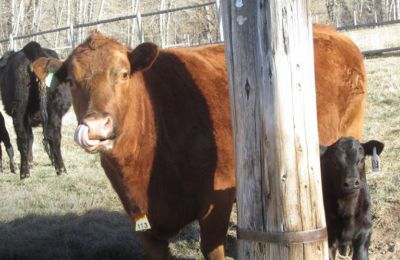 Larnaca farmer trampled to death by angry cattle