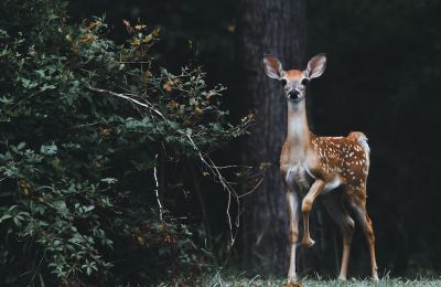 70% less wildlife in the world in less than half a century