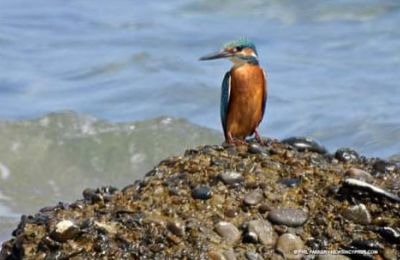 Kingfisher rescued and released back into the wild in Akrotiri