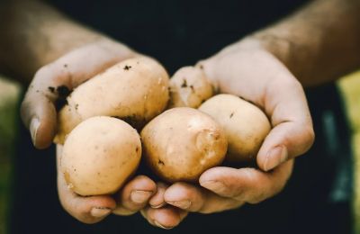 The humble potato may hold key to defeating both hospital superbugs and crop diseases