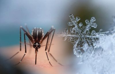 Chionophile mosquito harder to contain in Cyprus